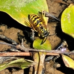 Vespula germanica (European wasp) at Dunlop Grasslands - 11 Feb 2023 by trevorpreston