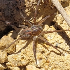 Dolomedes (genus) (Fishing spider) at Dunlop, ACT - 11 Feb 2023 by trevorpreston