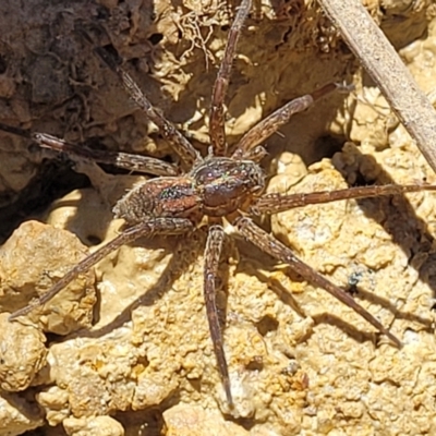 Dolomedes sp. (genus) (Fishing spider) at Dunlop Grasslands - 11 Feb 2023 by trevorpreston