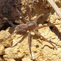 Dolomedes (genus) at Dunlop, ACT - 11 Feb 2023 02:34 PM