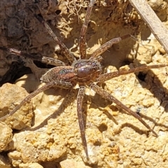 Dolomedes sp. (genus) at Dunlop, ACT - 11 Feb 2023 02:34 PM