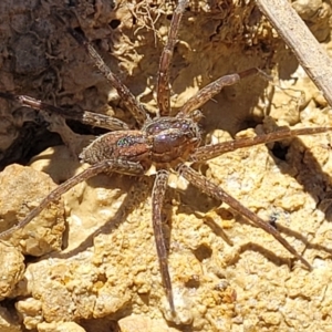 Dolomedes (genus) at Dunlop, ACT - 11 Feb 2023 02:34 PM