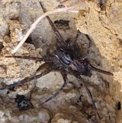 Dolomedes (genus) at Dunlop, ACT - 11 Feb 2023 02:34 PM
