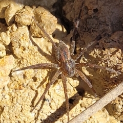 Dolomedes (genus) at Dunlop, ACT - 11 Feb 2023 02:34 PM