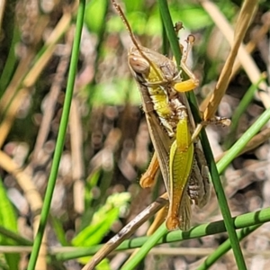 Bermius brachycerus at Dunlop, ACT - 11 Feb 2023 02:32 PM