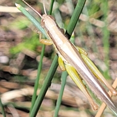 Bermius brachycerus at Dunlop, ACT - 11 Feb 2023 02:32 PM