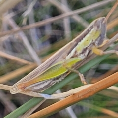 Bermius brachycerus at Dunlop, ACT - 11 Feb 2023 02:32 PM