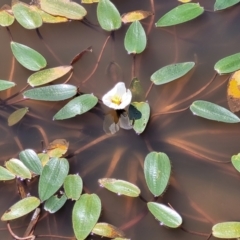 Ottelia ovalifolia subsp. ovalifolia at Dunlop, ACT - 11 Feb 2023