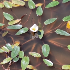 Ottelia ovalifolia subsp. ovalifolia at Dunlop, ACT - 11 Feb 2023 02:30 PM