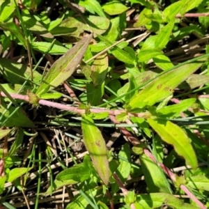 Persicaria prostrata at Dunlop, ACT - 11 Feb 2023