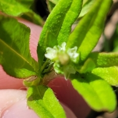 Persicaria prostrata at Dunlop, ACT - 11 Feb 2023