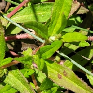 Persicaria prostrata at Dunlop, ACT - 11 Feb 2023