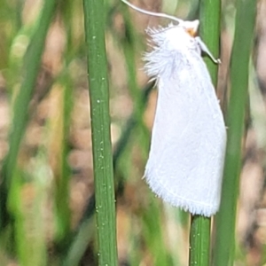 Tipanaea patulella at Dunlop, ACT - 11 Feb 2023 02:27 PM