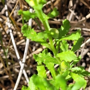 Centipeda cunninghamii at Dunlop, ACT - 11 Feb 2023