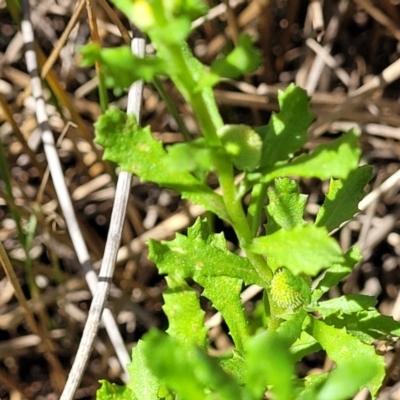 Centipeda cunninghamii (Common Sneezeweed) at Dunlop Grasslands - 11 Feb 2023 by trevorpreston