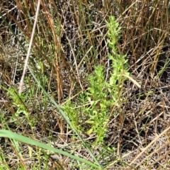 Centipeda cunninghamii at Dunlop, ACT - 11 Feb 2023 02:25 PM