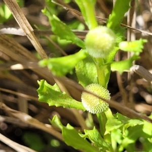 Centipeda cunninghamii at Dunlop, ACT - 11 Feb 2023