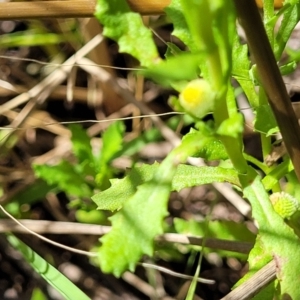 Centipeda cunninghamii at Dunlop, ACT - 11 Feb 2023