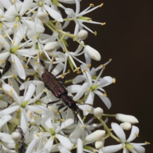 Eleale aspera at Lyons, ACT - 31 Jan 2023 12:07 AM