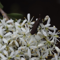 Eleale aspera (Clerid beetle) at Lyons, ACT - 30 Jan 2023 by ran452