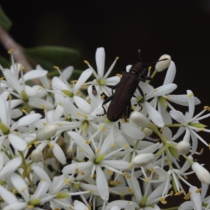 Eleale aspera at Lyons, ACT - 31 Jan 2023 12:11 AM