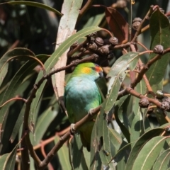 Parvipsitta porphyrocephala (Purple-crowned Lorikeet) at Lake Burley Griffin Central/East - 11 Feb 2023 by rawshorty