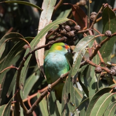 Parvipsitta porphyrocephala (Purple-crowned Lorikeet) - 1 Jan 1900 by rawshorty