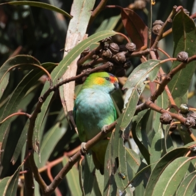 Parvipsitta porphyrocephala (Purple-crowned Lorikeet) at Lake Burley Griffin Central/East - 10 Feb 2023 by rawshorty