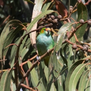 Parvipsitta porphyrocephala at Barton, ACT - 11 Feb 2023