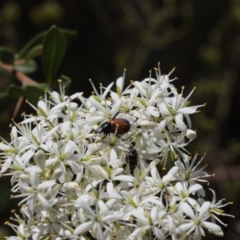 Phyllotocus navicularis (Nectar scarab) at Lyons, ACT - 31 Jan 2023 by ran452