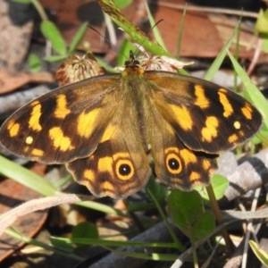 Heteronympha solandri at Cotter River, ACT - 10 Feb 2023