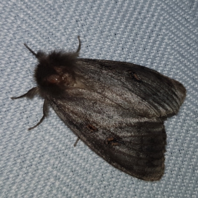 Leptocneria reducta (White Cedar Moth) at Kambah, ACT - 10 Feb 2023 by MatthewFrawley