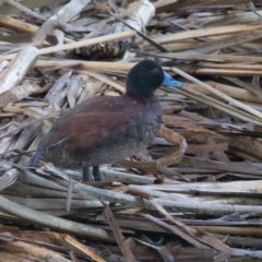 Oxyura australis (Blue-billed Duck) at Jerrabomberra Wetlands - 10 Feb 2023 by rawshorty
