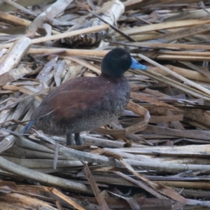 Oxyura australis at Fyshwick, ACT - 11 Feb 2023 07:37 AM