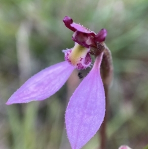 Eriochilus magenteus at Tennent, ACT - suppressed