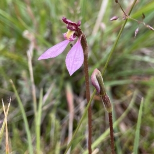 Eriochilus magenteus at Tennent, ACT - suppressed