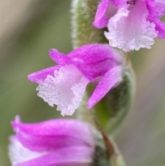 Spiranthes australis (Austral Ladies Tresses) - 4 Feb 2023 by AJB