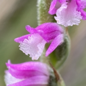 Spiranthes australis at Undefined Area - suppressed