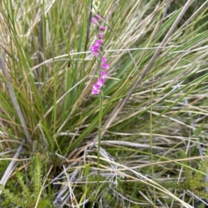 Spiranthes australis at Undefined Area - suppressed