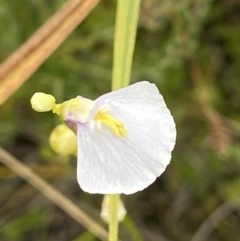 Utricularia dichotoma (Fairy Aprons, Purple Bladderwort) at Undefined Area - 4 Feb 2023 by AJB