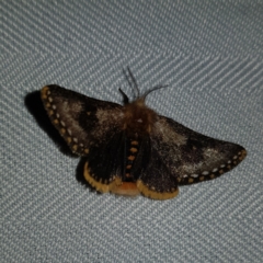 Epicoma contristis (Yellow-spotted Epicoma Moth) at Kambah, ACT - 10 Feb 2023 by MatthewFrawley