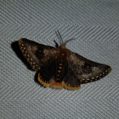 Epicoma contristis (Yellow-spotted Epicoma Moth) at Kambah, ACT - 10 Feb 2023 by MatthewFrawley