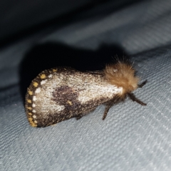 Epicoma contristis at Kambah, ACT - 10 Feb 2023