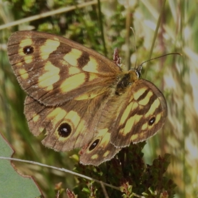 Heteronympha cordace (Bright-eyed Brown) at Cotter River, ACT - 10 Feb 2023 by JohnBundock