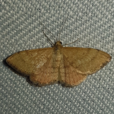 Scopula rubraria (Reddish Wave, Plantain Moth) at Kambah, ACT - 10 Feb 2023 by MatthewFrawley