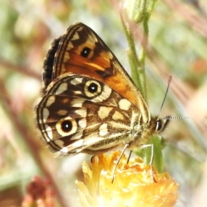 Oreixenica orichora at Cotter River, ACT - 10 Feb 2023