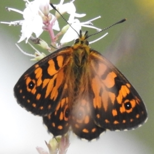 Oreixenica orichora at Cotter River, ACT - 10 Feb 2023