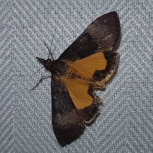 Uresiphita ornithopteralis at Kambah, ACT - 10 Feb 2023 09:28 PM