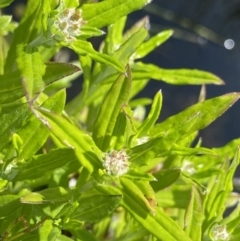 Euchiton limosus (Swamp Cudweed) at Gooandra, NSW - 26 Jan 2023 by NedJohnston