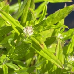 Euchiton limosus at Gooandra, NSW - 26 Jan 2023